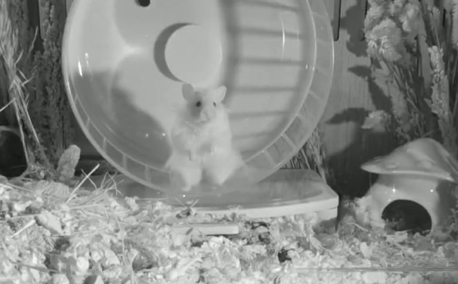 Squeektoshi, a fluffy hamster, sitting in front of his wheel on the night camera